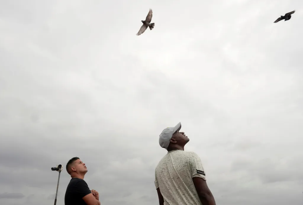 Kubánci si našli nový druh zábavy v chovu holubů. Hlavním důvodem je částečná možnost úniku před pandemií koronaviru