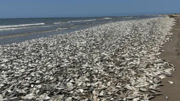 Mrtvé ryby na americkém pobřeží v červnu 2023