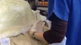 Operace tučňáka na Novém Zélandu