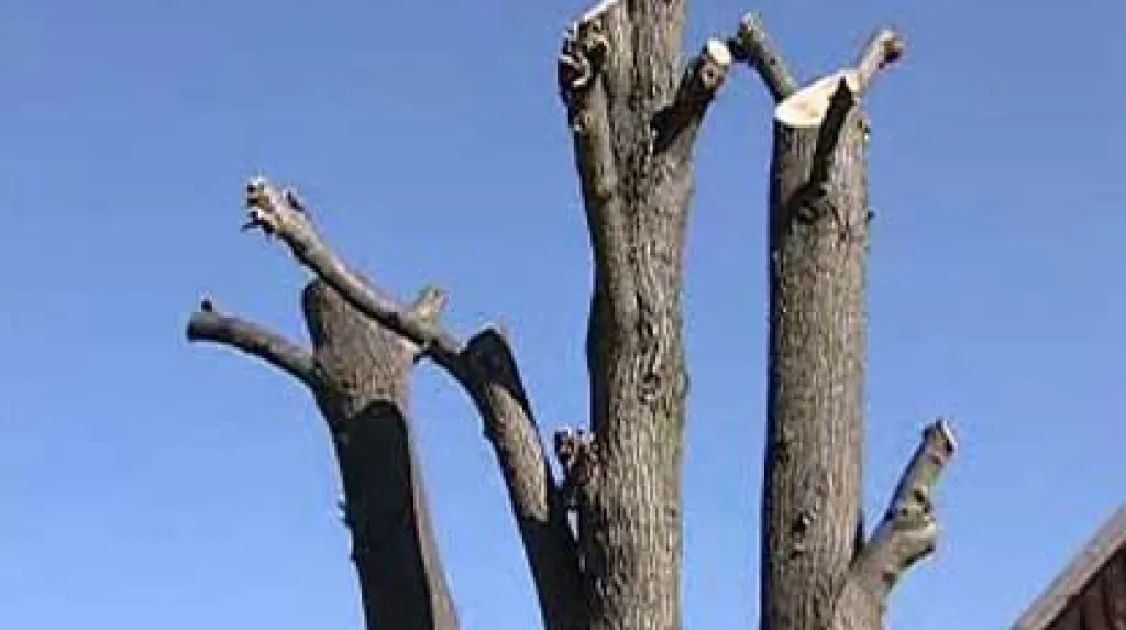Pahýl stromu