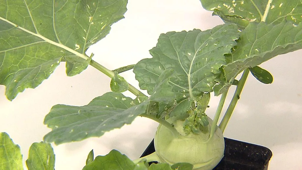 Kedlubna napadená mšicemi