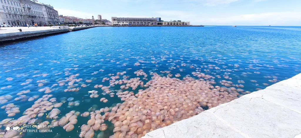Tisíce medůz se objevily v italském přístavním městě Terst. Úřady nyní zjišťují, proč došlo k tak velkému přesunu tohoto vodního živočicha k pobřeží