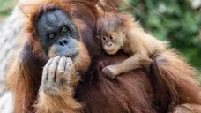 Samice orangutana s mládětem