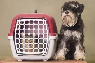 Přibývá lidí létajících se zvířaty. Většina nízkonákladových aerolinek to však nedovolí