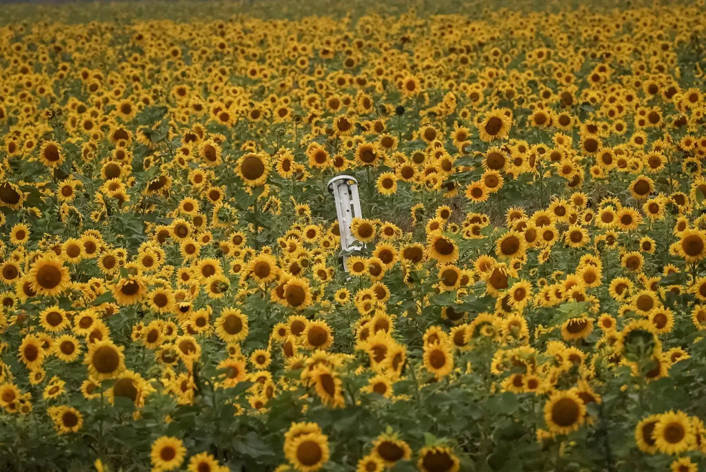 23. září 2022, Dolyna, Charkovská oblast