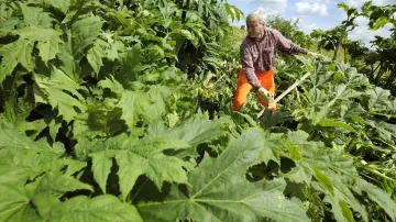 Bolševník se likviduje mechanicky i chemicky
