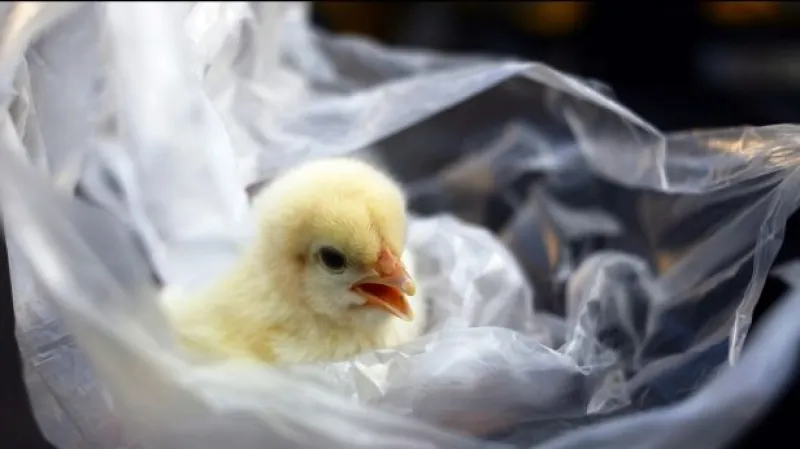 Komentář Zdeňka Juračky a Jakuba Fischera