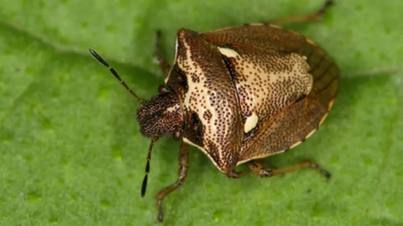 Ploštice z Turnovska