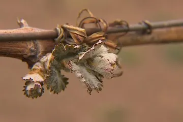 V Klementinu naměřili nejchladnější 11. srpen od roku 1869