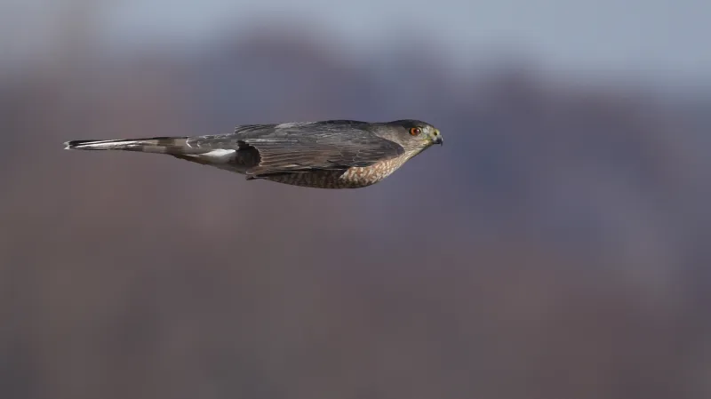 Útočící jestřáb Cooperův