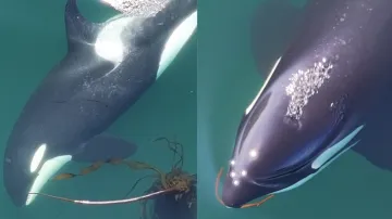 Kosatky, které se otírají chaluhami