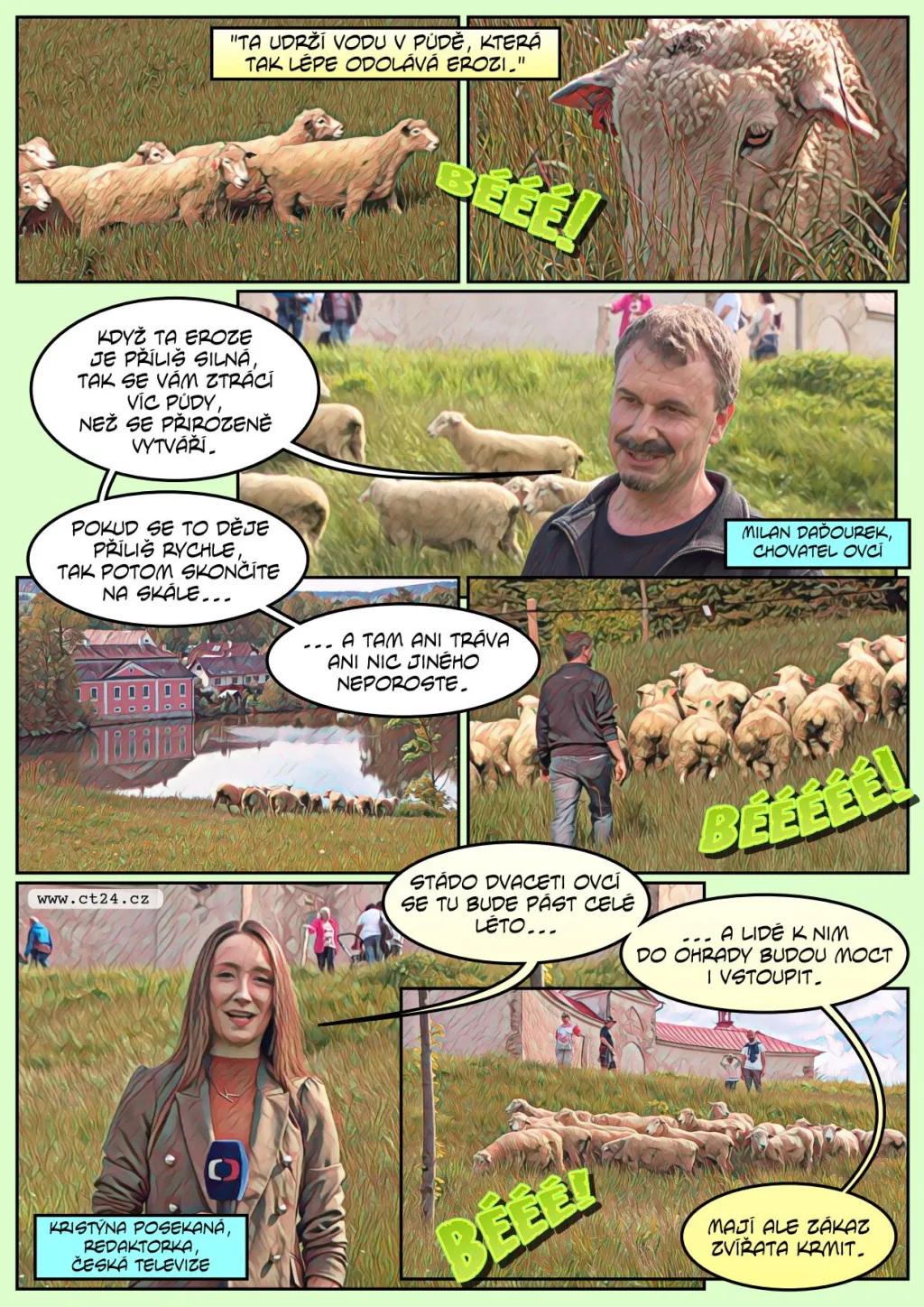 Na Zelenou horu se vrátily ovce. Mají pomoci se spásáním trávy i lákáním turistů