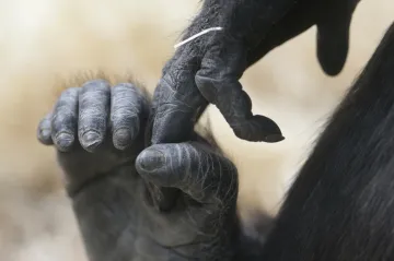 V pražské zoo uhynula gorilí samice Bikira, zřejmě následkem poranění