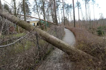Vichřice v olomoucké zoo zničila lesy i výběhy. Několik zvířat se stále toulá mimo areál