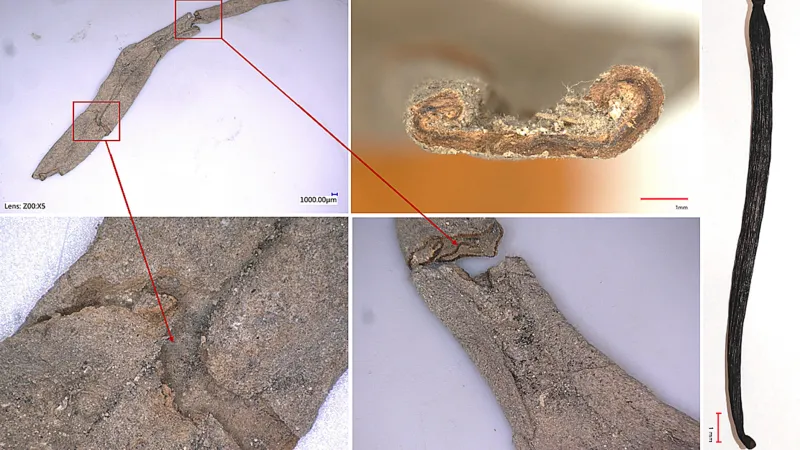 Kusy vanilky objevené ve Vladislavském sále