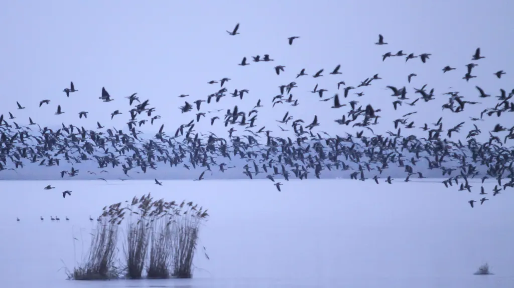 Díky obnově původní vegetace na ostrově častěji hnízdí ptáci