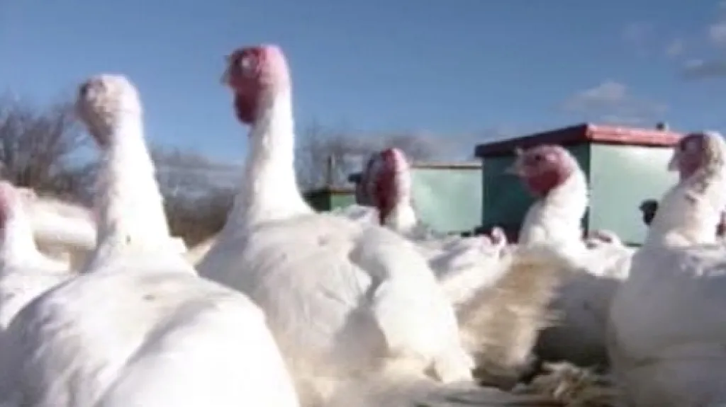 Krocani v USA se na Den díkůvzdání netěší