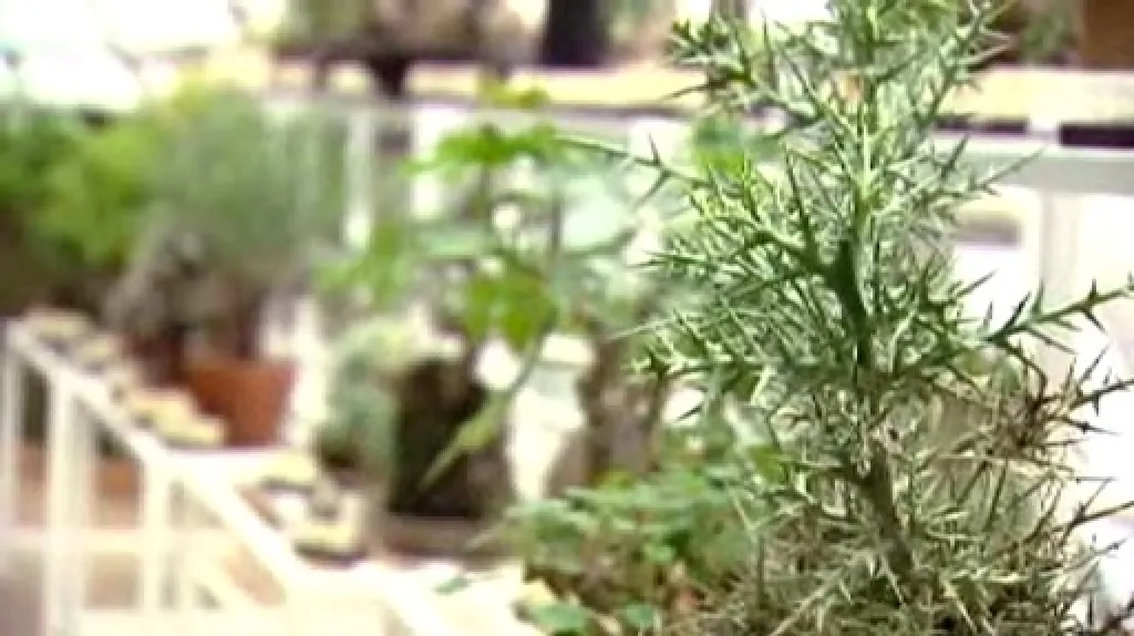 Exemplář botanické zahrady