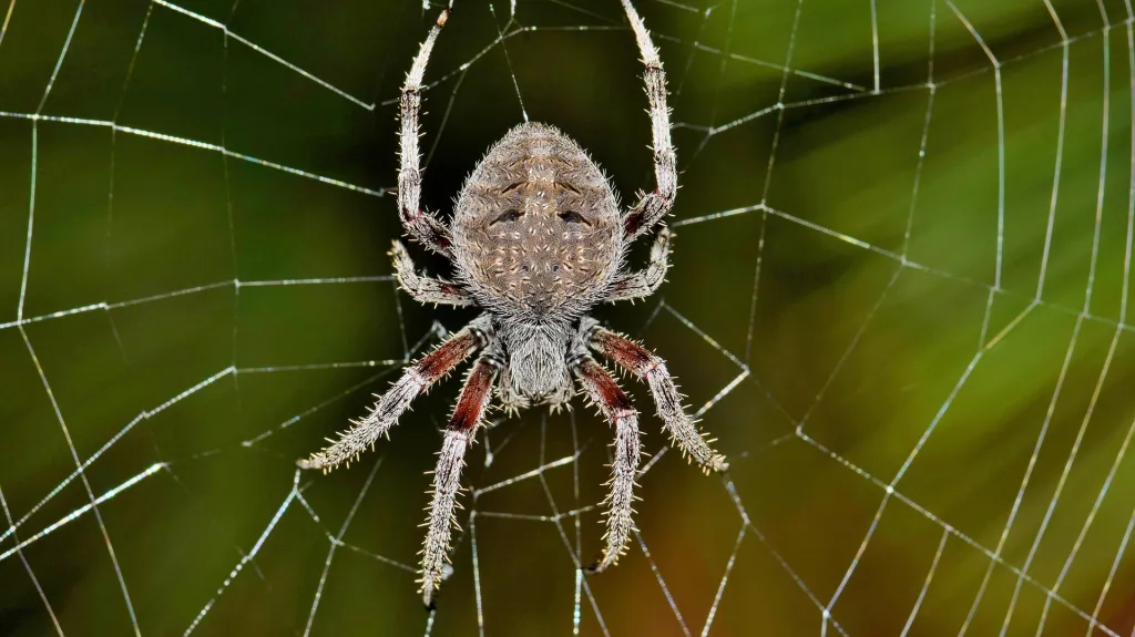 Pavouk a pavučina
