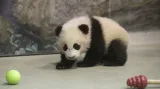 Panda Bao Bao (7. 1. 2014)