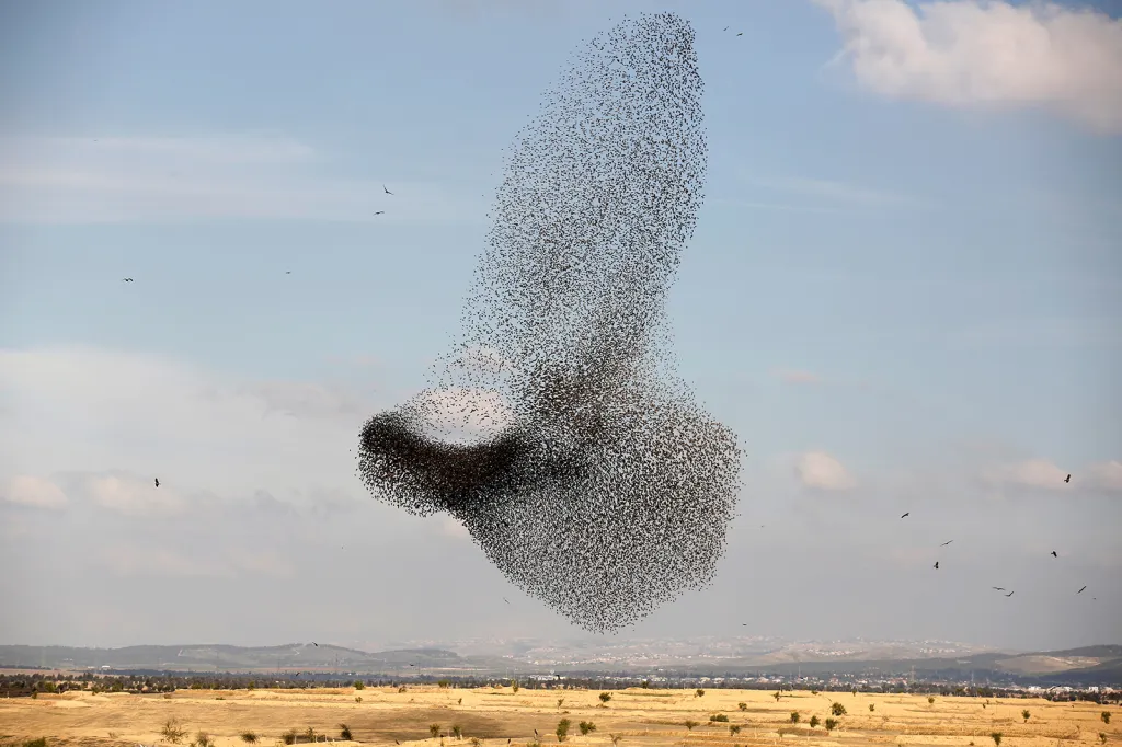 Hemžení migrujících špačků na obloze nedaleko vesnice Beit Kama v jižní části Izraele