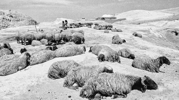 Karel Cudlín / Beduínští pastevci v Nabi Musa, Západní břeh, 1998