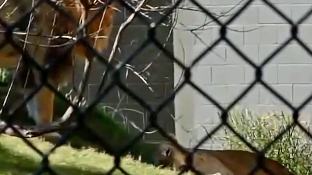 Lev zabil v dallaské zoo lvici