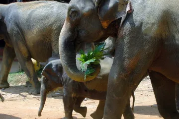 Oni. Sloni ze sirotčince na fotografiích Petra Našice
