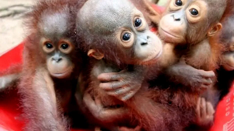 Osiřelá mláďata v orangutaní škole na Borneu