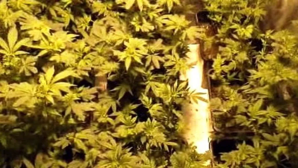 Pěstírna marihuany