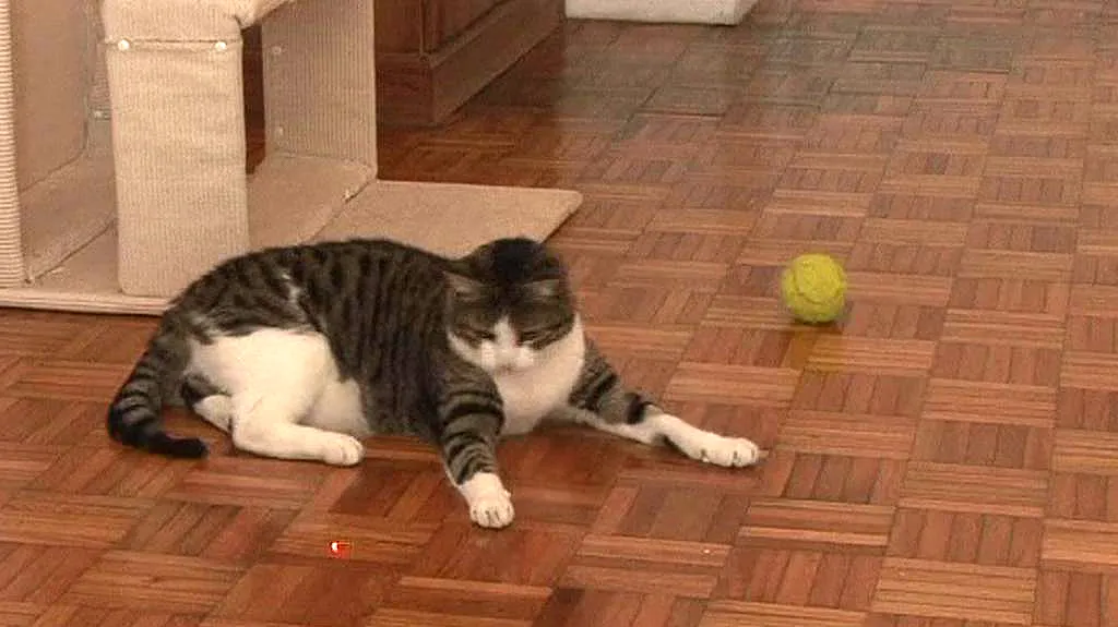 Obézní kočka
