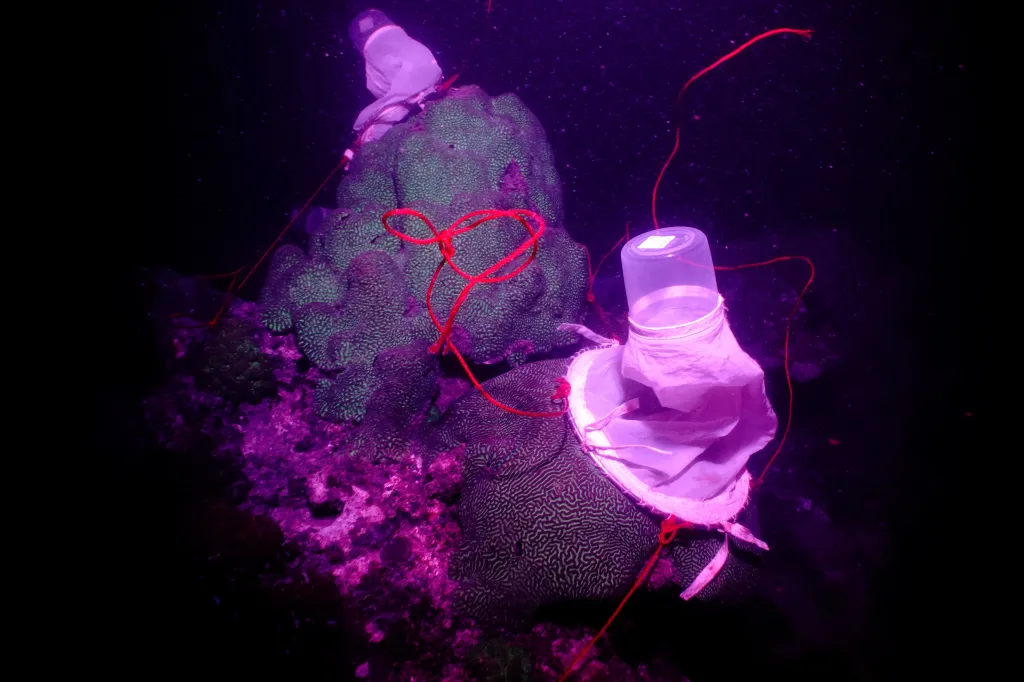 Korál v ultrafialovém světle je pokrytý sítěmi na sběr jeho vajíček