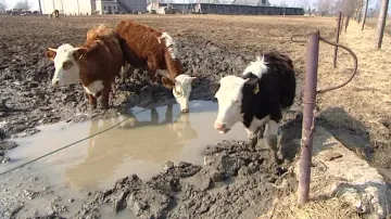 Zubožené krávy pijí z louže