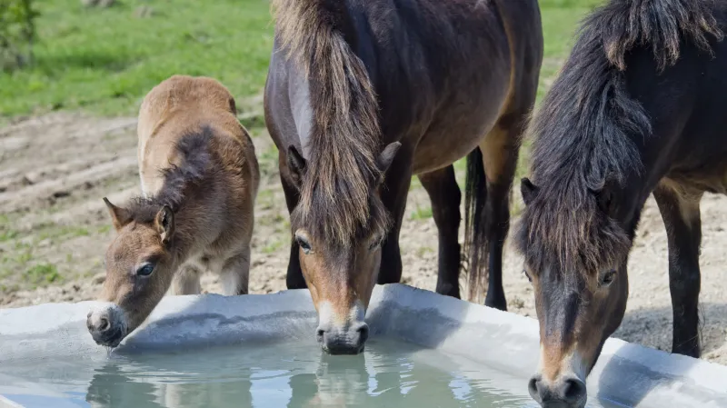 Milovické hříbě divokého koně