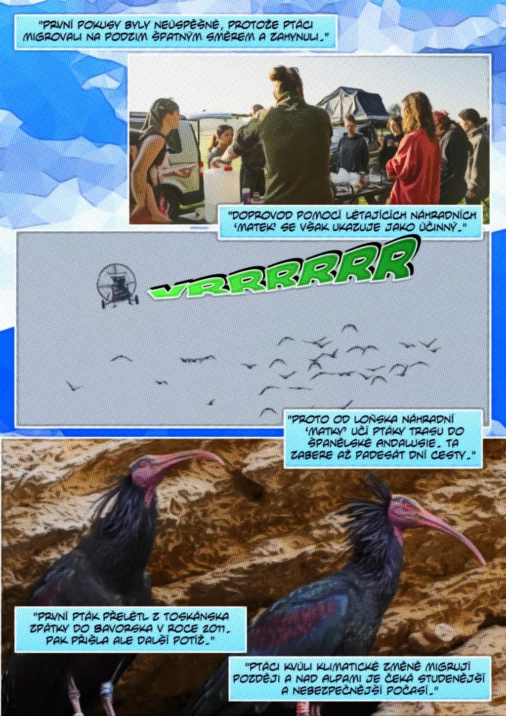 Ohrožený ibis skalní se učí migrační trasy