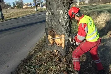 Kácení kolem silnic pokračuje, na řadě jsou stovky stromů