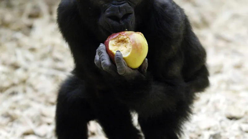 Oslavy prvních narozenin první gorily narozené v Česku uspořádala 10. prosince 2005  pražská zoo.