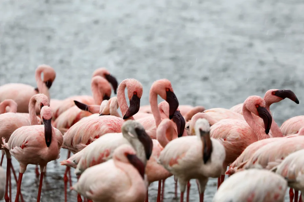 Plameňáci na jezeru Bogoria