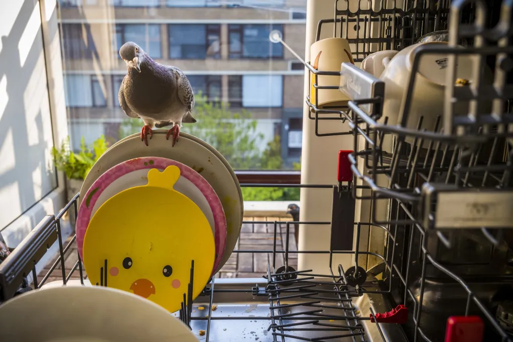 Nominace v sekci Příroda: Jasper Doest se sérií snímků Pandemic Pigeons - A Love Story (Pandemičtí holubi-Milostný příběh)