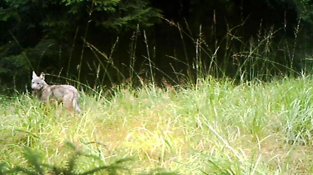 Fotopast zachytila vlčí mláďata