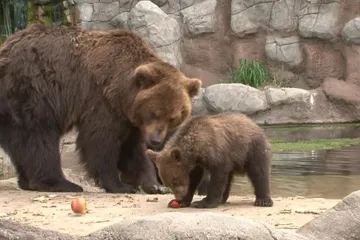 Do náruče už je vzít nemůžu, říká chovatel medvíďat