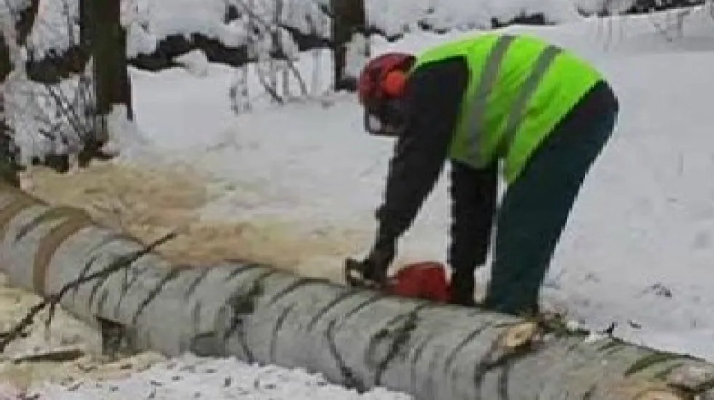 Kácení stromů v broumovském parku Alejka