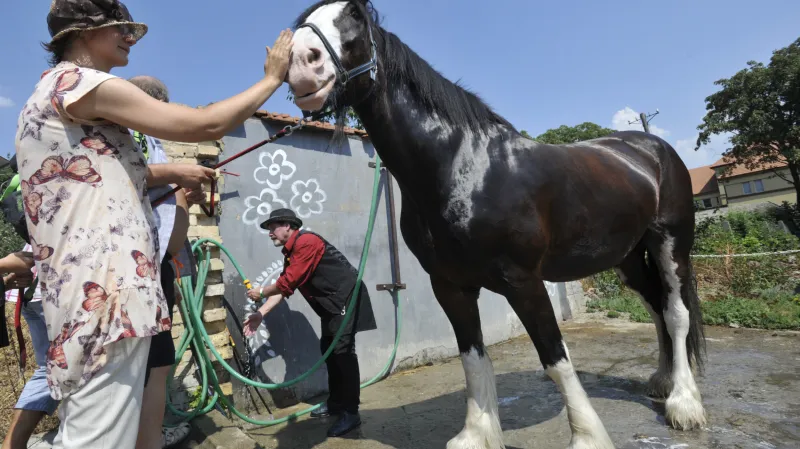 Zemský hřebčinec v Tlumačově