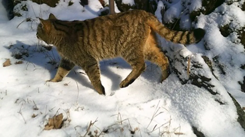 Kočka divoká zachycená fotopastí na Křivoklátsku