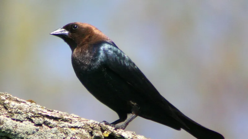 Vlhovec hnědohlavý, samec