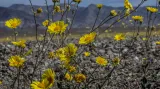 Kvetoucí Death Valley