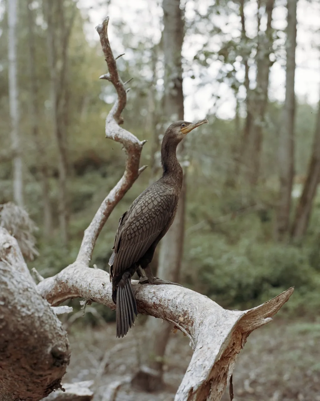 Symbolem zdejší krajiny jsou kormoráni. Kdysi zde byli skoro vyhubeni, protože rybářům snižovali výnos z rybolovu. Od osmdesátých let se opět vracejí