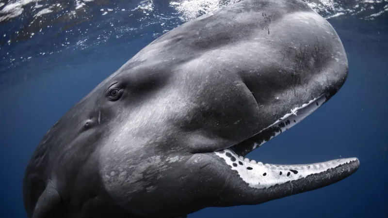 Vítěz kategorie širokoúhlý snímek