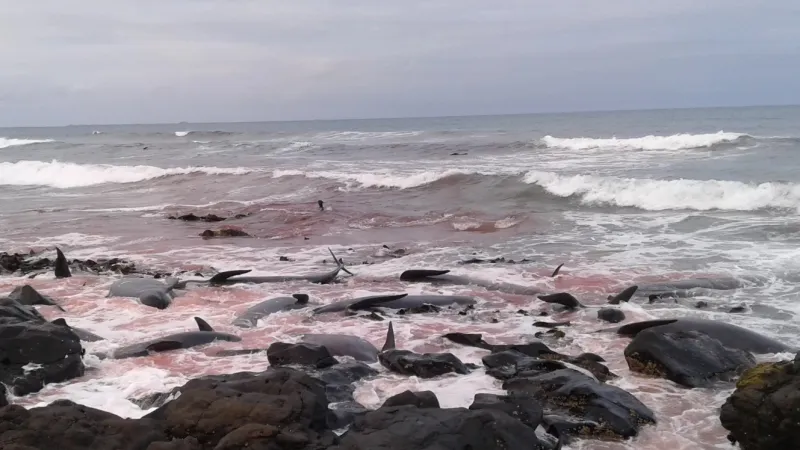 Mrtví kulohlavci na Novém Zélandu