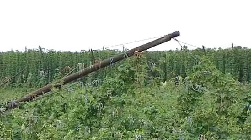 Silný vítr poškodil chmelnice